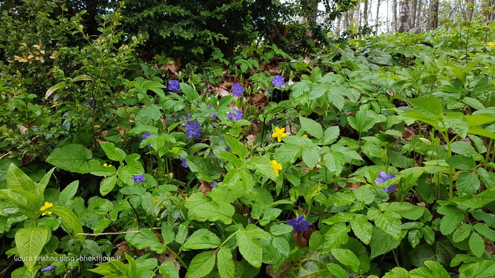  skinderiskio dendrologinis parkas 2021 05 08